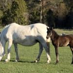 24 aastane eesti tõugu mära Alma 3561 E varsaga Luulupe tallis