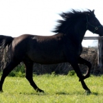 3 a eesti täkk Ekspert isa Elder 706 E aretaja Jaan Rooda