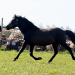 3aastane täkk Ekspert isa Elder 706 E aretaja Jaan Rooda