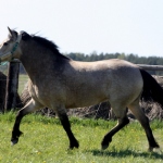 7aastane eesti mära Ramona, aretaja Jaan Rooda