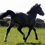 Ampiir 2aastane eesti täkk isa Atvar aretaja Jaan Rooda