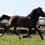 Ampiir 2aastane eesti täkk isa Atvar aretaja Jaan Rooda