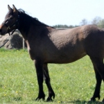 Eesti tõugu mära Anni isa Agent 787 E aretaja Jaan Rooda