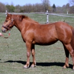 Kahe aastane eesti tõugu mära Tante isa Teik 809 E aretaja Aili Kirst