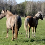 Luulupe talli Vihmapisar (vasakul)