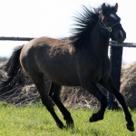 Eesti hobune Apollon 2 aastane ruun isa Agent 878 E aretaja Jaan Rooda