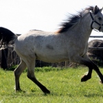 Eesti hobune Reval 2 a ruun isa Regaal K 786 E aretaja Jaan Rooda