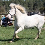 Eesti tõugu 3 aastane mära Ati isa Atvar 797 E aretaja Jaan Rooda