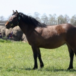 Eesti tõugu mära Ahe isa Agent 787 E aretaja Jaan Rooda