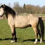 tunnustatud eesti täkk Raps 885 E, isa Remark 858 E aretaja Jaan Rooda