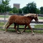 Eesti hobune Ranida s2010 Rannik 747 E Anda 3776 E ei Ando 537 E, aretaja Pihtla HK, omanik Kristine Järsk