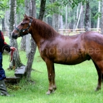 Eesti hobune Taukar s2013 Teik 809 E Age  4213 E ei Aku 684 E aretaja Liivi Ungru