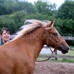 Eesti hobusega Kõljalas