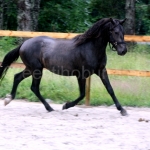 Eesti tõugu täkk Rüblik s2012 Rolf 716 E Tipi 3942 E ei Timm 777 E, aretaja ja omanik Helin Kurisoo