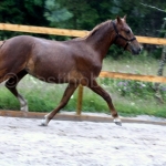 Eesti tõugu täkk Rokenroll s2013 Rool 853 E Rosinante 3752 E eiRumm 692 E aretaja Helin Kurisoo