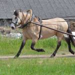 Tamira (Kardo 793 E)