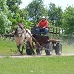 Viive Pilv hobusega Tamira (Kardo 793 E)