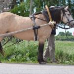 Tamira (Kardo 793 E)