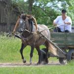 Maie Kukk mära Rosmarii (Ralf 824 E)