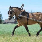 Tohtri Error (Elkar 598 E)