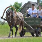 Maie Kukk mära Rosmarii (Ralf 824 E)