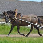 Rosmarii (Ralf 824 E)