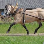 Tamira (Kardo 793 E)