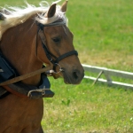 Arancia (Apollo 778 E)