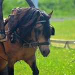 Tohtri Error (Elkar 598 E)