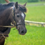 Rosmarii (Ralf 824 E)