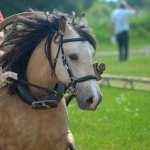 Tamira (Kardo 793 E)