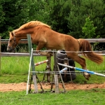 2 aastane täkk REAMES (isa: RÜÜTEL 838 E isaisa: ROTSER 742 E emaisa: TREVOR 739 E) hobuse omanik Tarmo Ibis