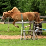 2 aastane täkk REAMES (isa: RÜÜTEL 838 E isaisa: ROTSER 742 E emaisa: TREVOR 739 E) hobuse omanik Tarmo Ibis