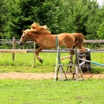 2 aastane täkk REAMES (isa: RÜÜTEL 838 E isaisa: ROTSER 742 E emaisa: TREVOR 739 E) hobuse omanik Tarmo Ibis