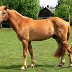 2 aastane täkk REAMES (isa: RÜÜTEL 838 E isaisa: ROTSER 742 E emaisa: TREVOR 739 E) hobuse omanik Tarmo Ibis