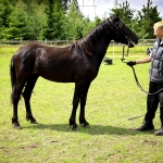 2 aastane täkk TEMBU (isa: TORMIS 882 E isaisa: TEMBER 730 E emaisa: LAASIK 711 E) hobuse omanik Andreas Pernits