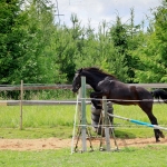 2 aastane täkk TEMBU (isa: TORMIS 882 E isaisa: TEMBER 730 E emaisa: LAASIK 711 E) hobuse omanik Andreas Pernits