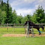 2 aastane täkk TEMBU (isa: TORMIS 882 E isaisa: TEMBER 730 E emaisa: LAASIK 711 E) hobuse omanik Andreas Pernits