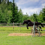 2 aastane täkk TEMBU (isa: TORMIS 882 E isaisa: TEMBER 730 E emaisa: LAASIK 711 E) hobuse omanik Andreas Pernits