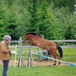 2 aastane täkk TORVALD (isa: TOMMI 698 E isaisa: TUKK 520 E emaisa: RANNIK 747 E) hobuse omanik Andreas Pernits