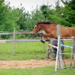 2 aastane täkk TORVALD (isa: TOMMI 698 E isaisa: TUKK 520 E emaisa: RANNIK 747 E) hobuse omanik Andreas Pernits