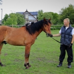 2 aastane täkk TORVALD (isa: TOMMI 698 E isaisa: TUKK 520 E emaisa: RANNIK 747 E) hobuse omanik Andreas Pernits