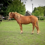 3 aastane täkk ROMERO (isa: RALF 824 E isaisa: RALL 729 E emaisa: LAASIK 711 E) hobuse omanik Andreas Pernits