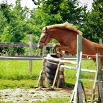 3 aastane täkk ROMERO (isa: RALF 824 E isaisa: RALL 729 E emaisa: LAASIK 711 E) hobuse omanik Andreas Pernits