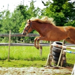 3 aastane täkk ROMERO (isa: RALF 824 E isaisa: RALL 729 E emaisa: LAASIK 711 E) hobuse omanik Andreas Pernits