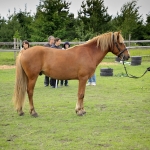 3 aastane täkk ROMERO (isa: RALF 824 E isaisa: RALL 729 E emaisa: LAASIK 711 E) hobuse omanik Andreas Pernits