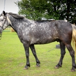 6 aastane ruun RITSIKAS (isa: RIMROCK 774 E isaisa: ROJAAL 728 E emaisa: AKSEL 722 E) omanik Merle Neem