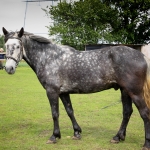 6 aastane ruun RITSIKAS (isa: RIMROCK 774 E isaisa: ROJAAL 728 E emaisa: AKSEL 722 E) omanik Merle Neem