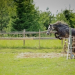 6 aastane ruun RITSIKAS (isa: RIMROCK 774 E isaisa: ROJAAL 728 E emaisa: AKSEL 722 E) omanik Merle Neem