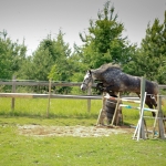 6 aastane ruun RITSIKAS (isa: RIMROCK 774 E isaisa: ROJAAL 728 E emaisa: AKSEL 722 E) omanik Merle Neem